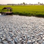 Cirebon Maksimalkan 85.000 Benih Ikan demi Ketahanan Pangan